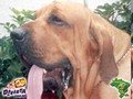 In Memorian - Fila Brasileiro Dourado - Canil Singular - Ben Hur